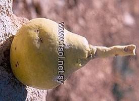 Pirus syriaca Boiss