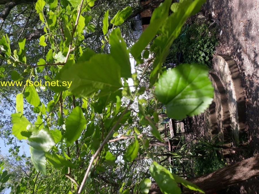 Alnus orientalis Decne.