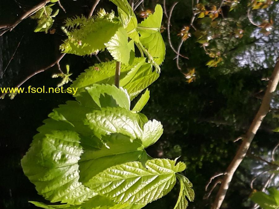 Alnus orientalis Decne.