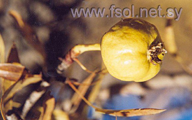 Crataegus aronia (L.) Steud.