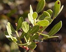 Pistacia lentiscus L.