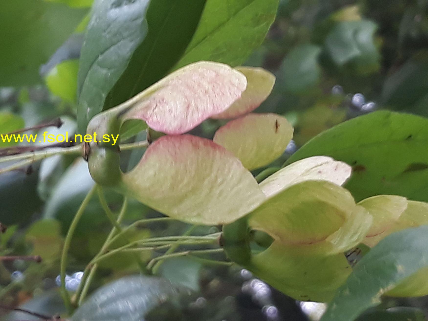 Acer obtusifolium Sm.