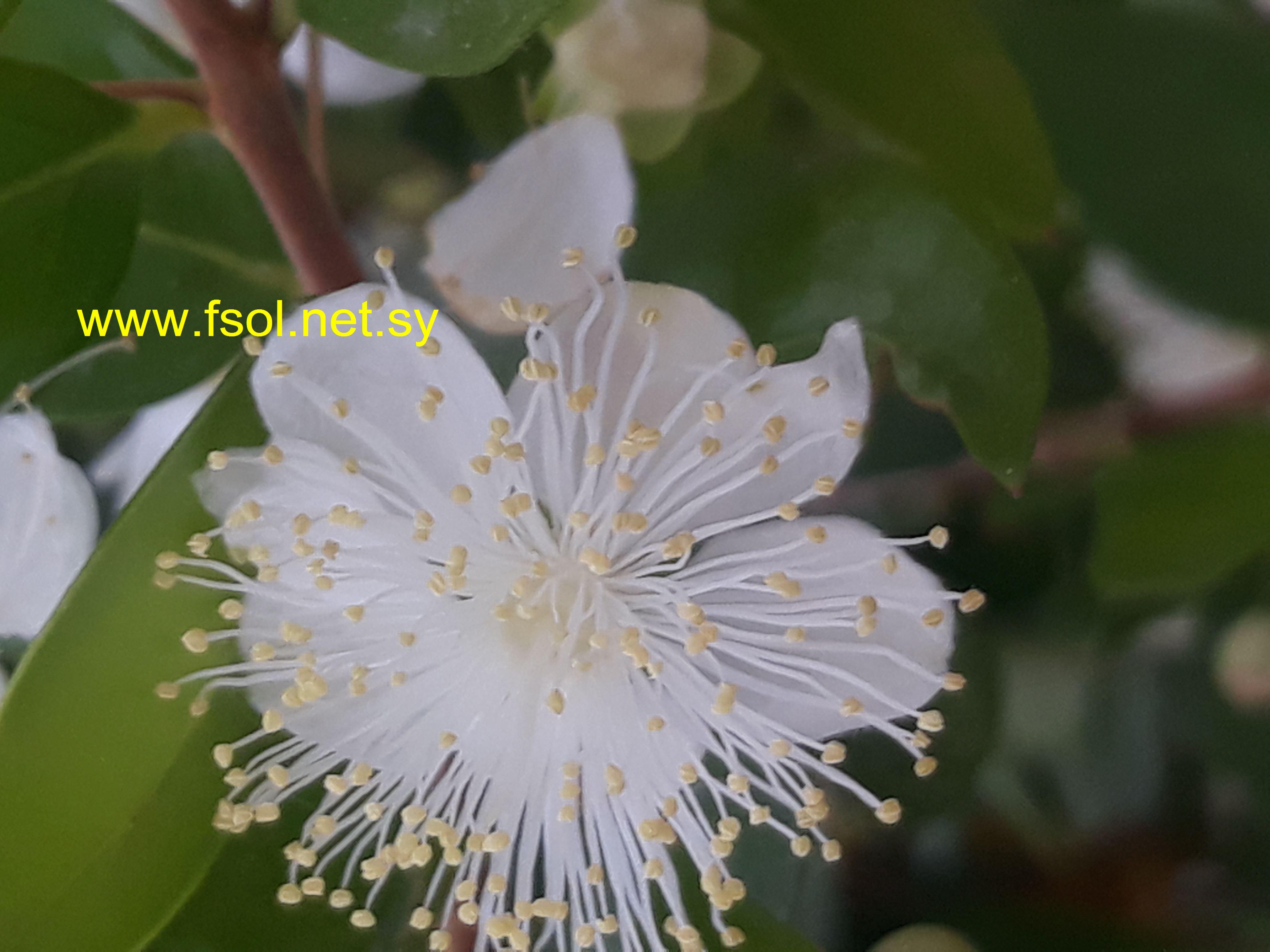 Myrtus communis L.