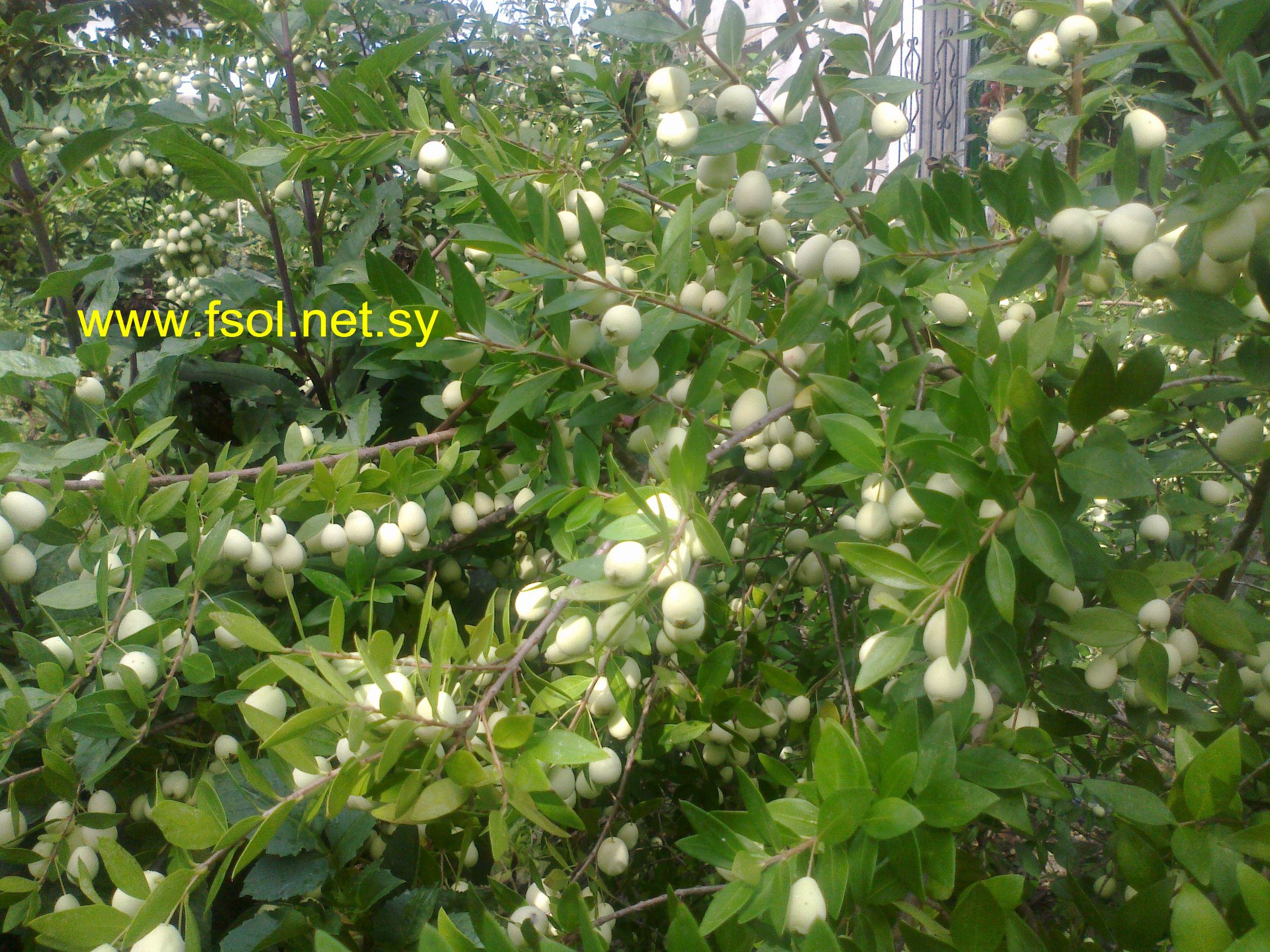 Myrtus communis L.
