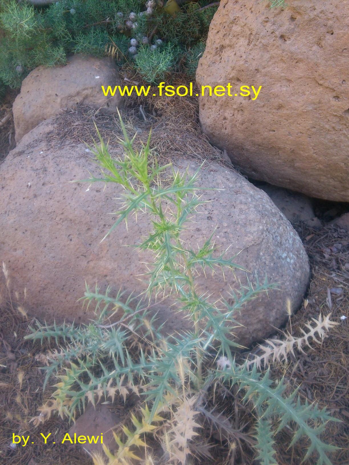 Cirsium phyllocephalum Boiss. et Blanch