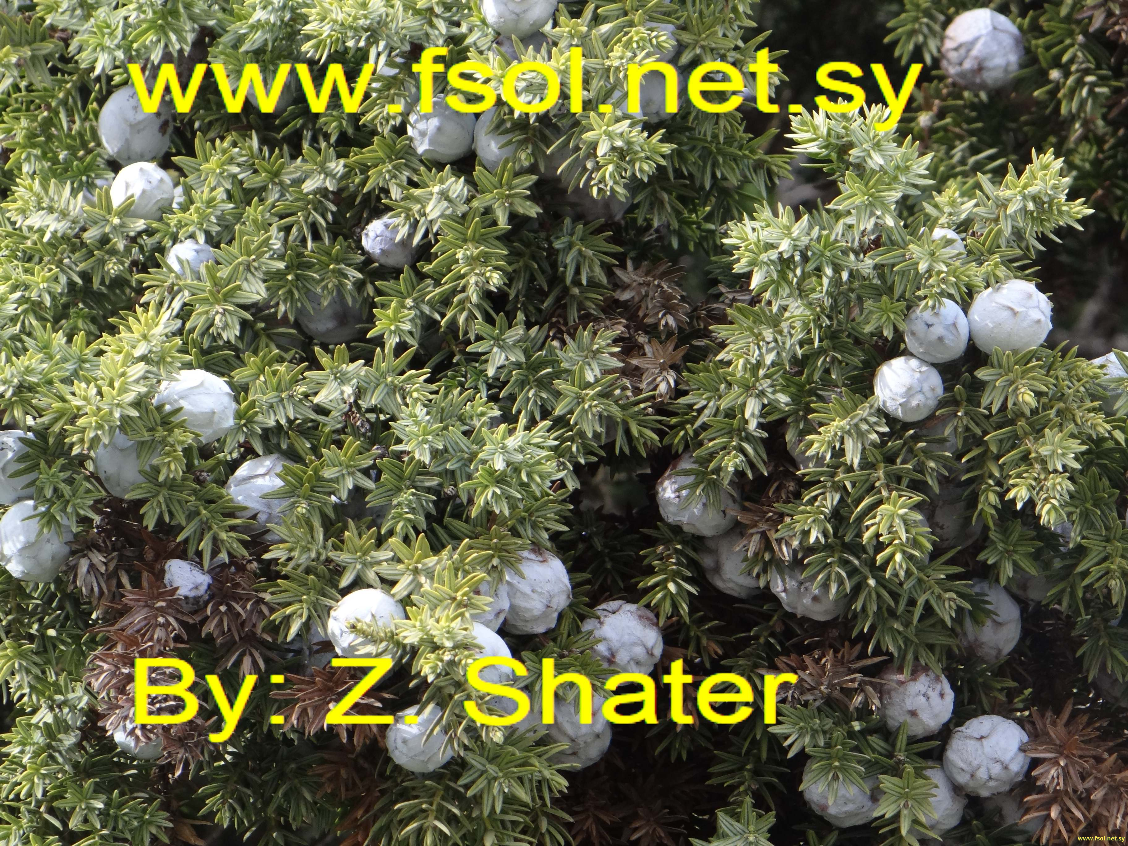 Arceuthos drupacea Labill.