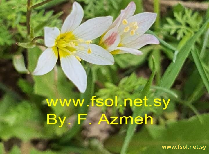 Gagea libanotica (Hochst.) Greuter