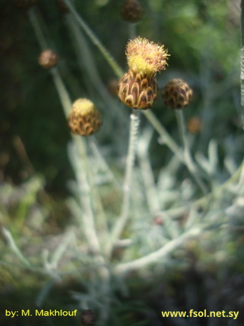 Phagnalon rupestre (L.) D.C.