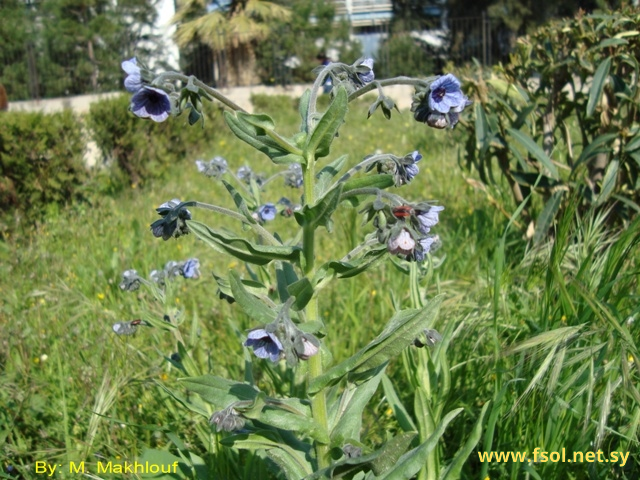 Cynoglossum creticum Mill
