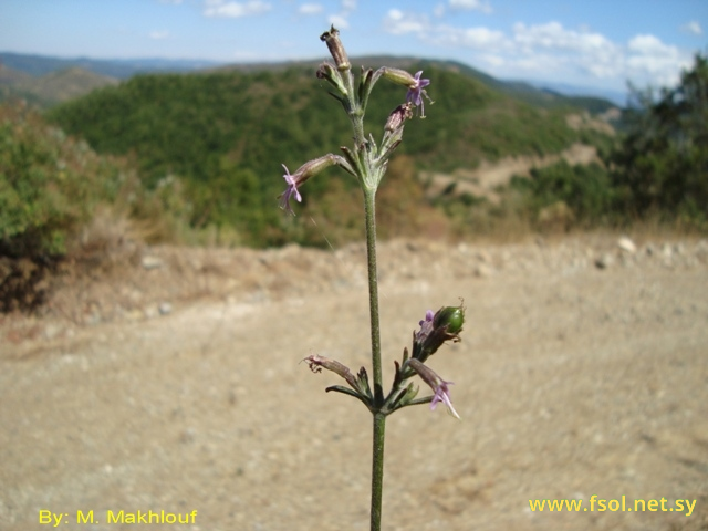 Silene confertiflora Chowdhuri