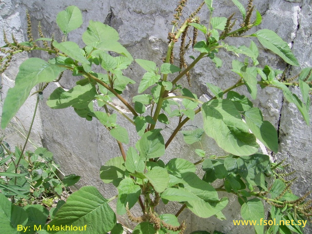 Amaranthus viridis L.