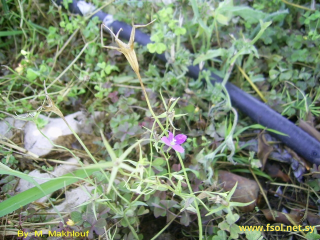 Campanula retrorsa Labill.
