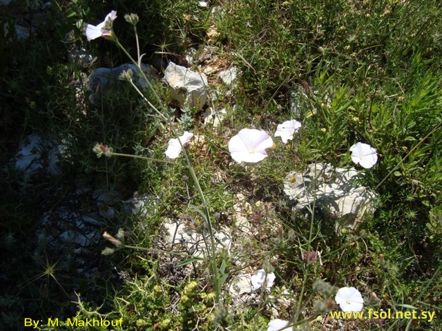 Convolvulus cantabricus L.