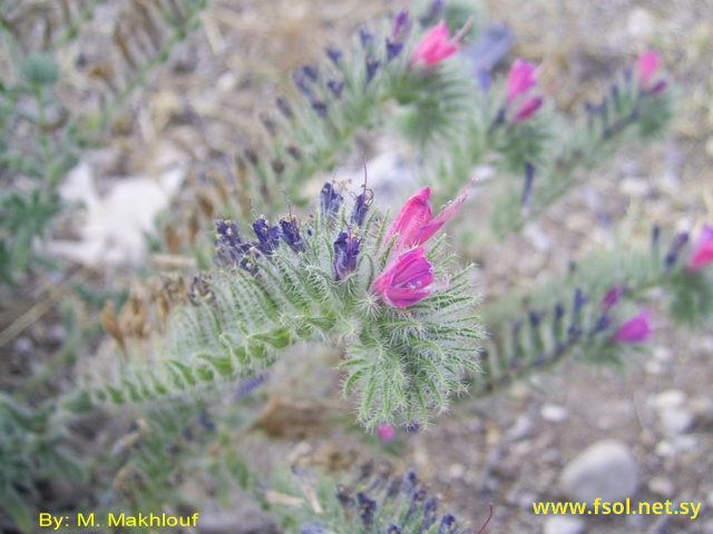 Echium angustifolium L.