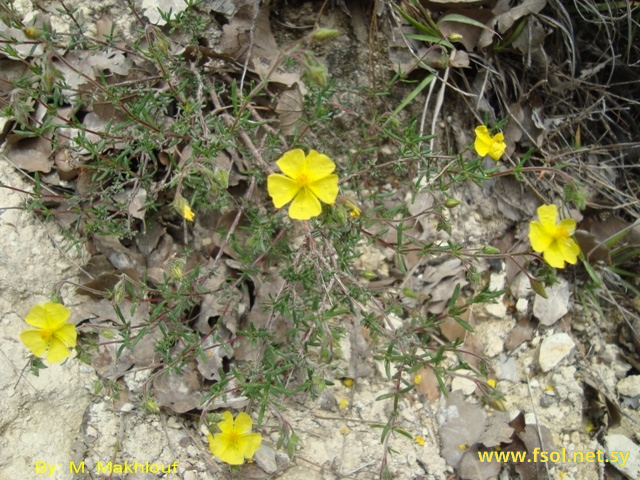 Fumana arabica (L.) Sp.