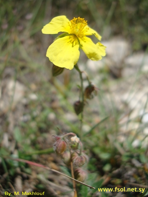 Helianthemum nummularium (L.). Mill.