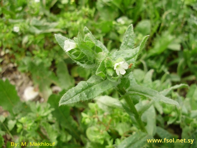 Nonea philistaea Boiss.