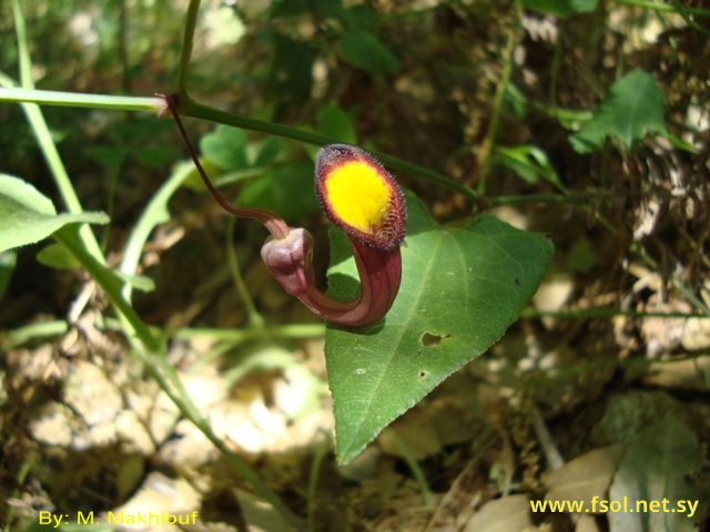 Aristolochia altissima Desf.