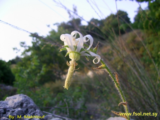 Michauxia  campanuloides (L.) Hert