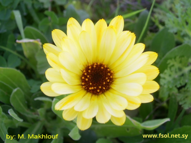 Calendula officinalis L.