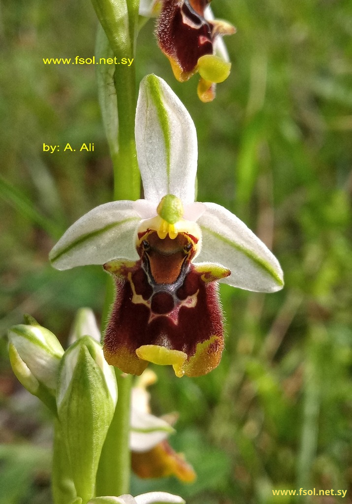 Ophrys bornmuelleri M. Schulze