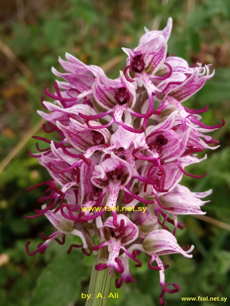 Orchis simia Lam.