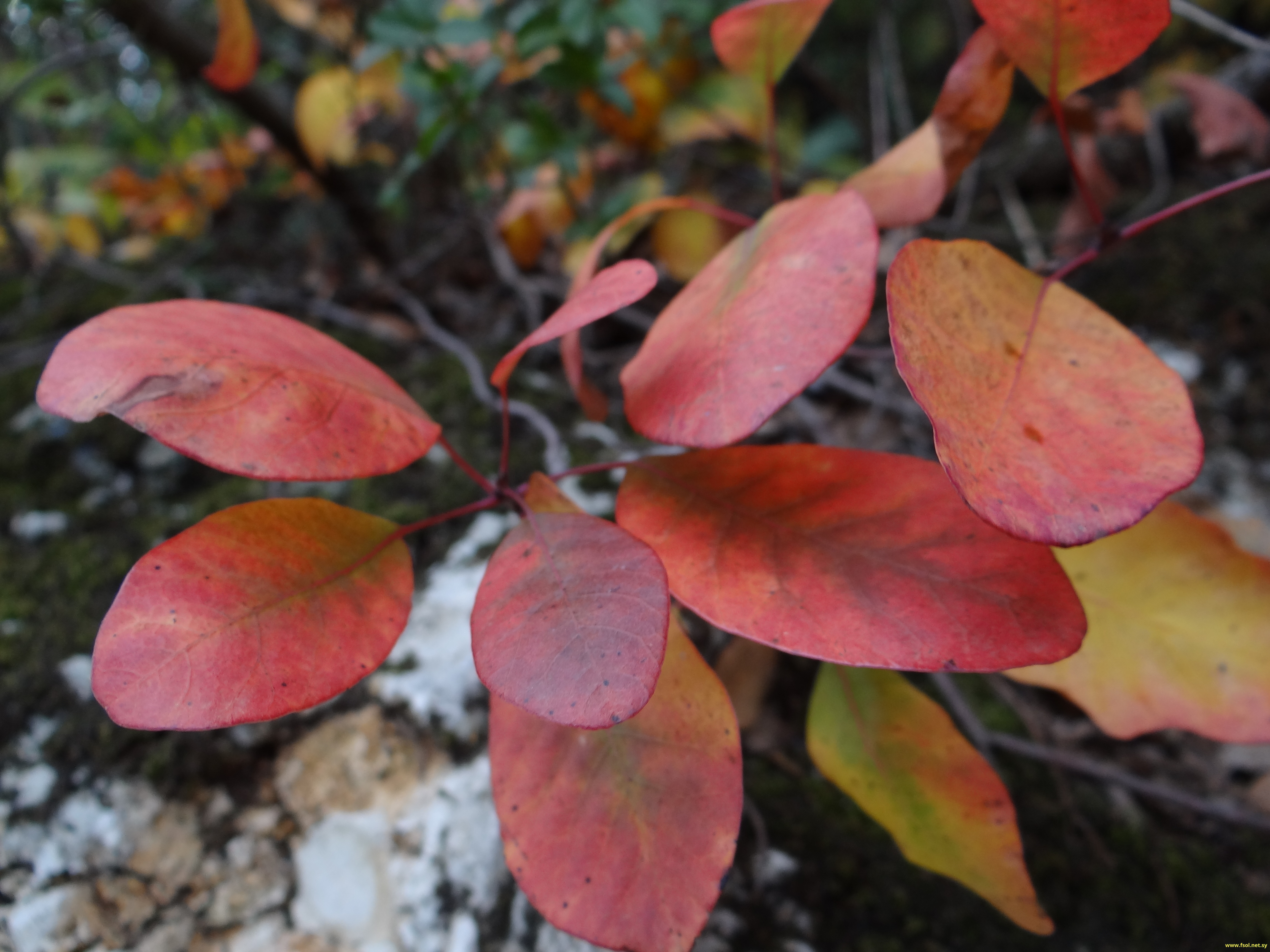 Cornus australis C.A. Mey