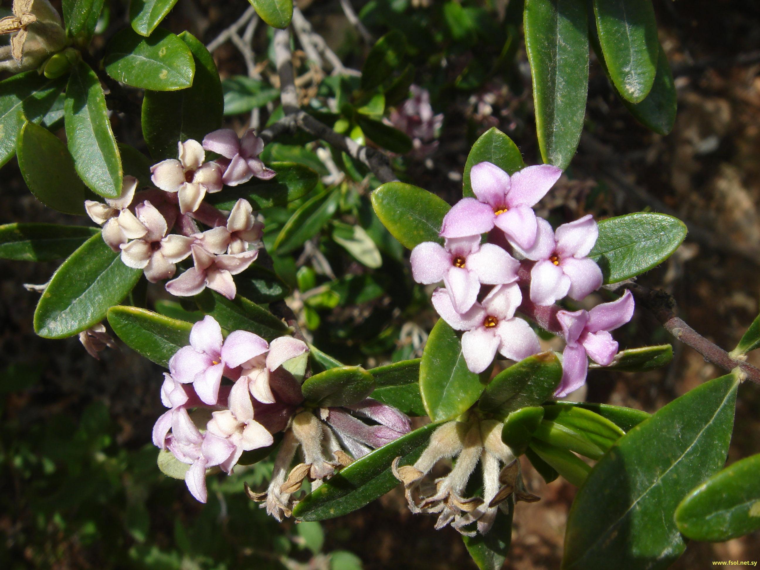 Daphne oleifolia Lam.