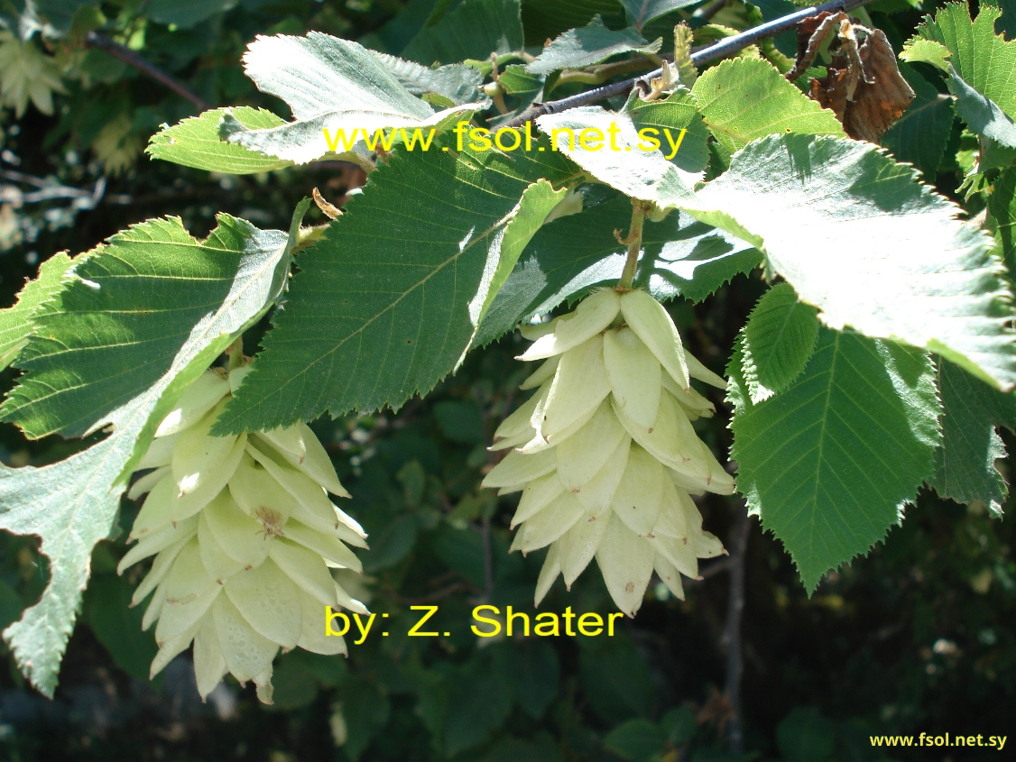 Ostrya carpinifolia Scop.