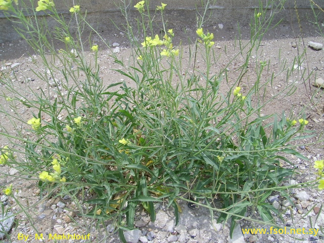Diplotaxis tenuifolia (L.) DC.