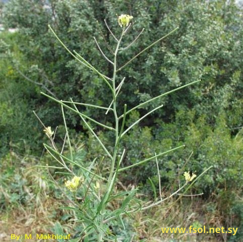 Sisymbrium orientale L.