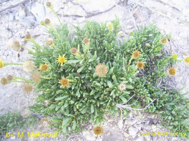 Inula crithmoides L.