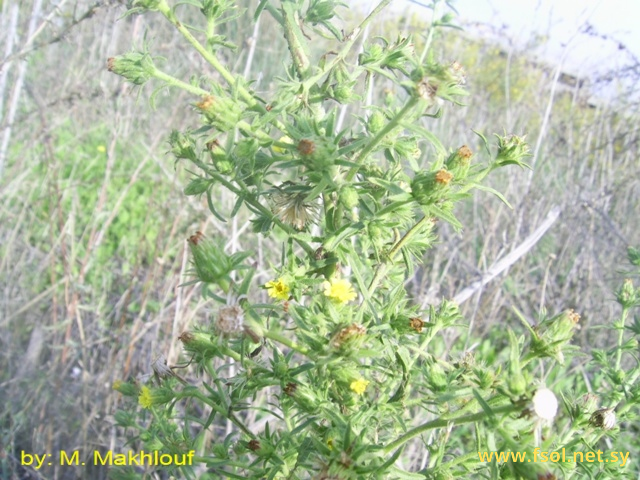 Inula graveolens (L.) Desv.