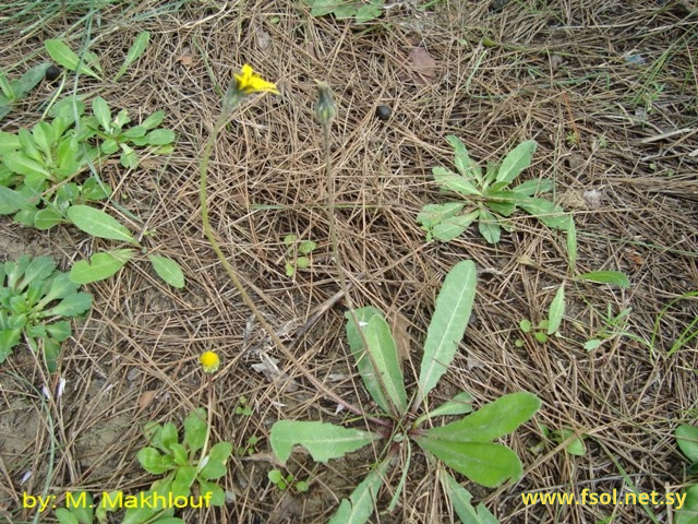 Leontodon tuberosus L.