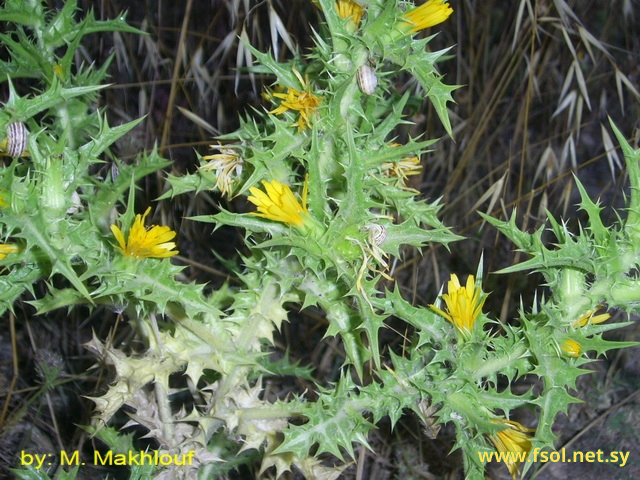 Scolymus hispanicus L.