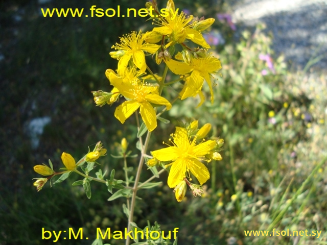 Hypericum perforatum L.