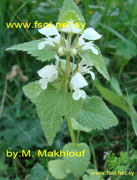 Lamium moschatum Miller.