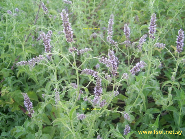 Mentha microphylla C. Koch.