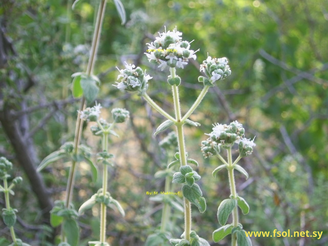 Origanum syriacum L.