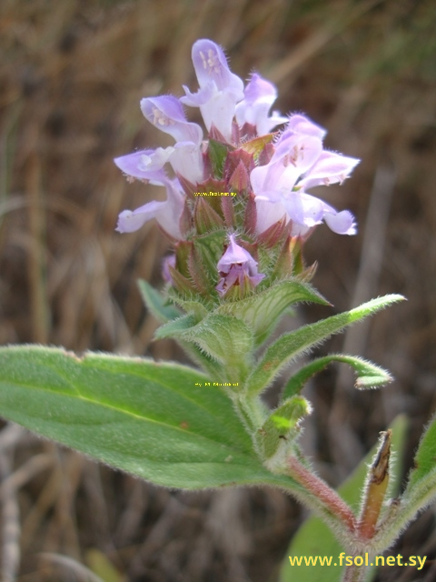 Prunella orientalis Boiss.