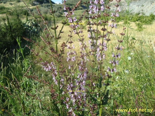 Salvia tomentosa  Miller