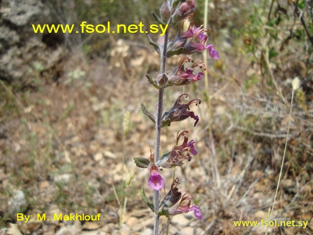 Teucrium chamaedrys L.