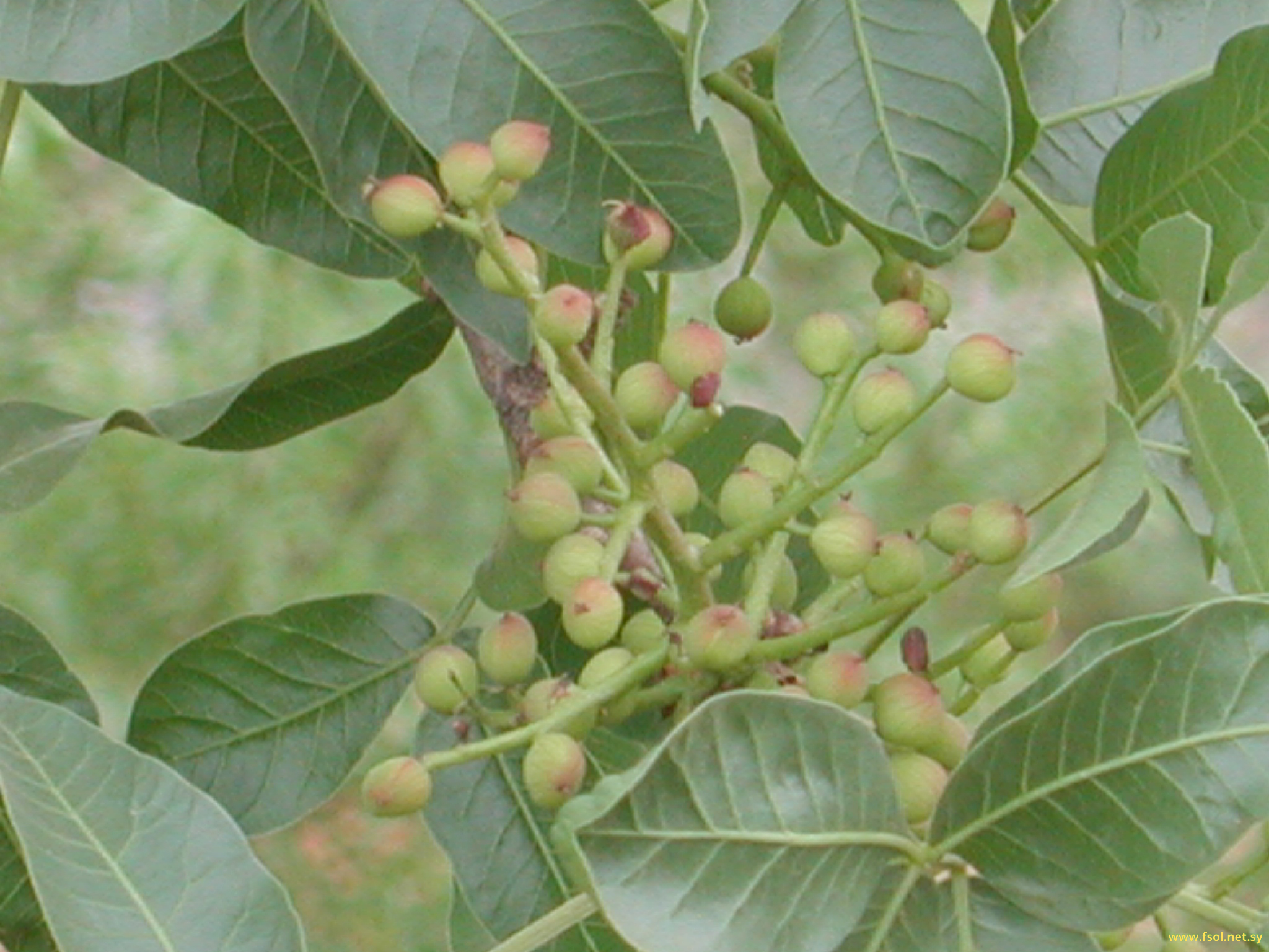 Pistacia atlantica Desf.