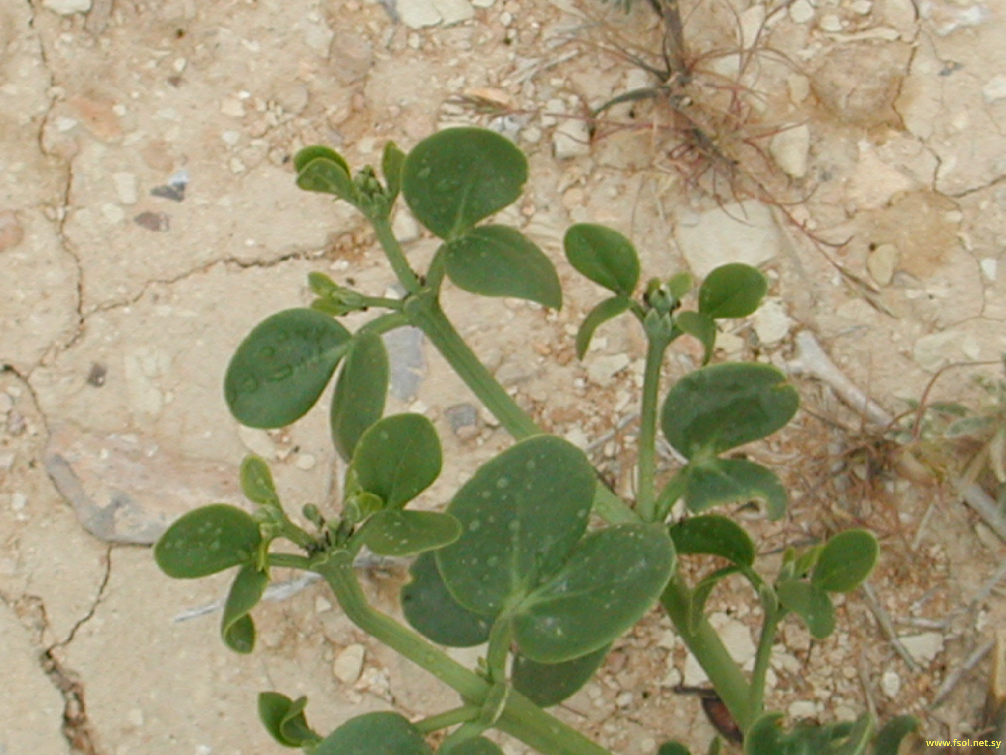 Zygophyllum fabago L.