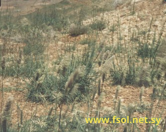 Hordeum bulbosum L.