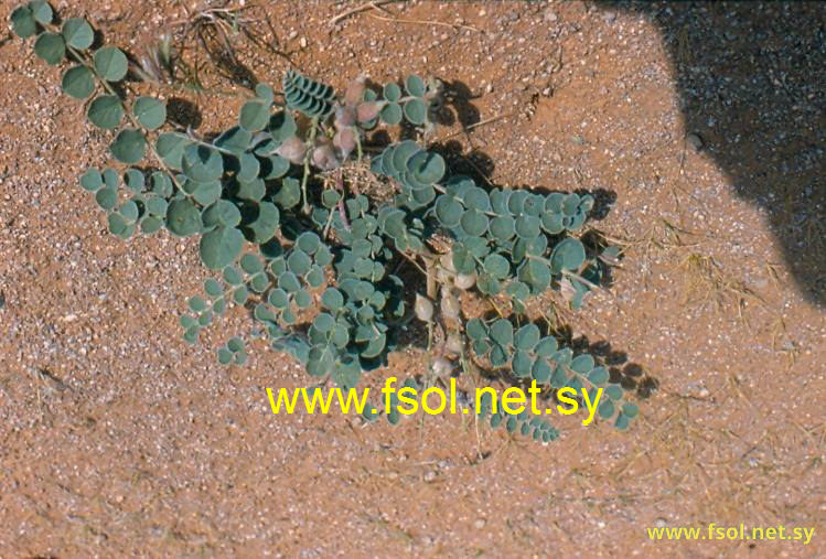 Astragalus kahiricus DC.