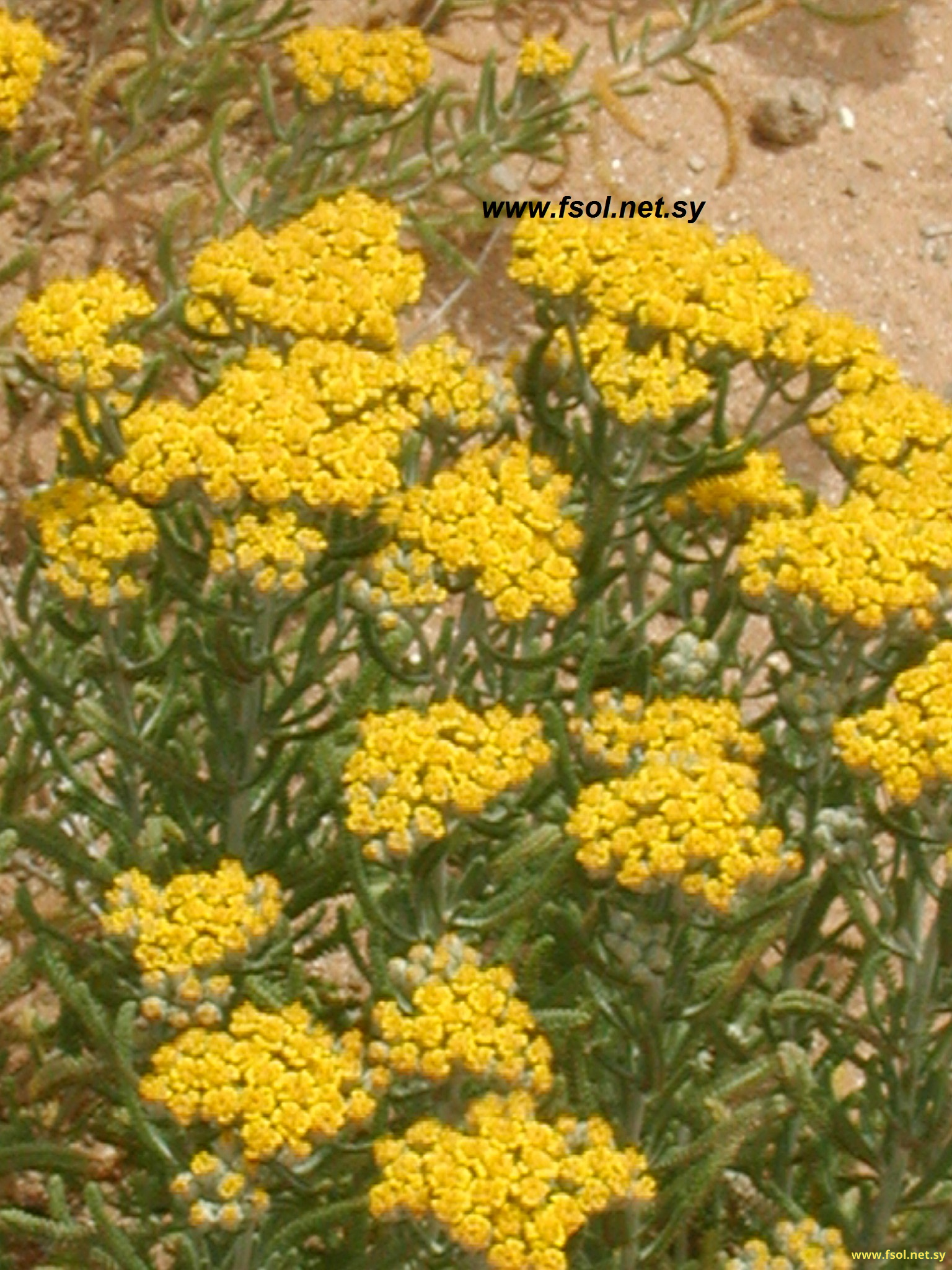 Achillea conferta D.C.