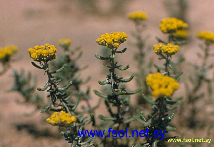 Achillea santolina L.