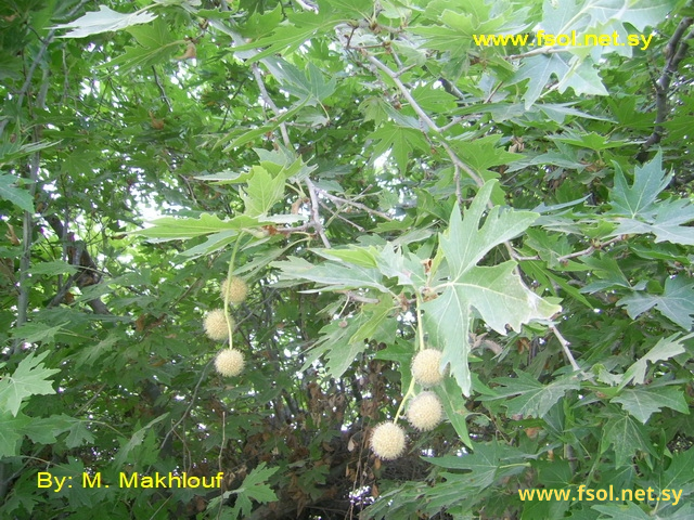 Platanus orientalis L.