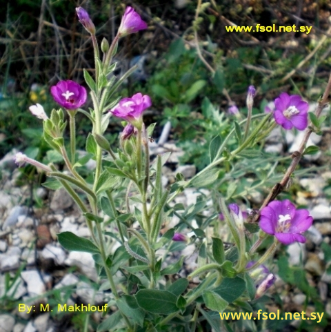 Epilobium hirsutum L.